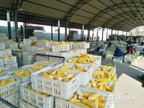 一縣一品，木蘭粗食喝起來(lái) 鮮食玉米藏糧于技，軟件開(kāi)發(fā)賦能農(nóng)業(yè)新篇章